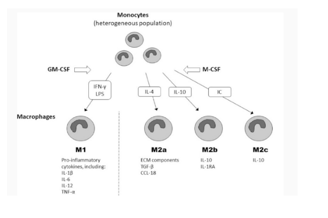 Investigate differentiation and infection resistance genes in macrophages