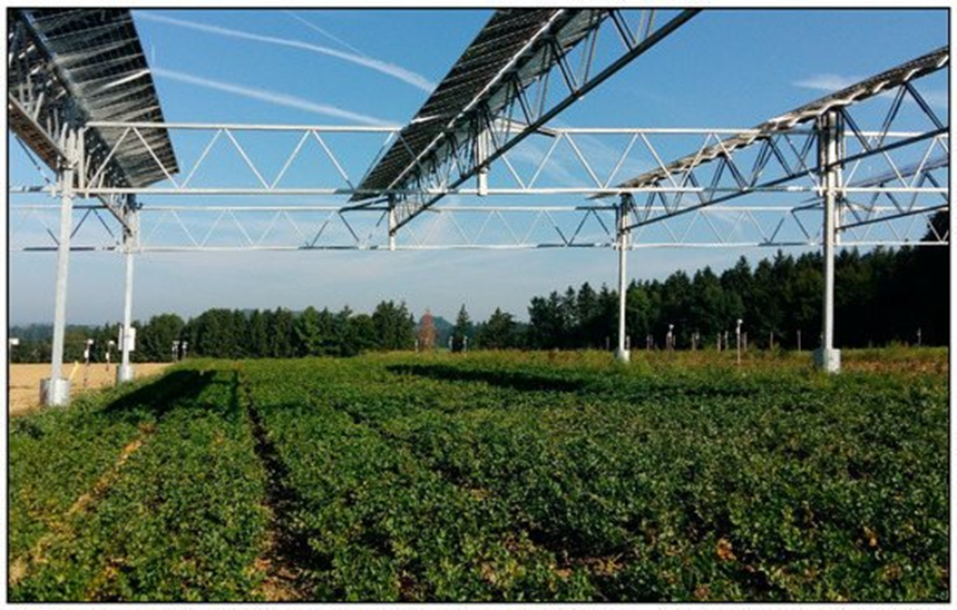 Production of Plants under agrivoltaic system